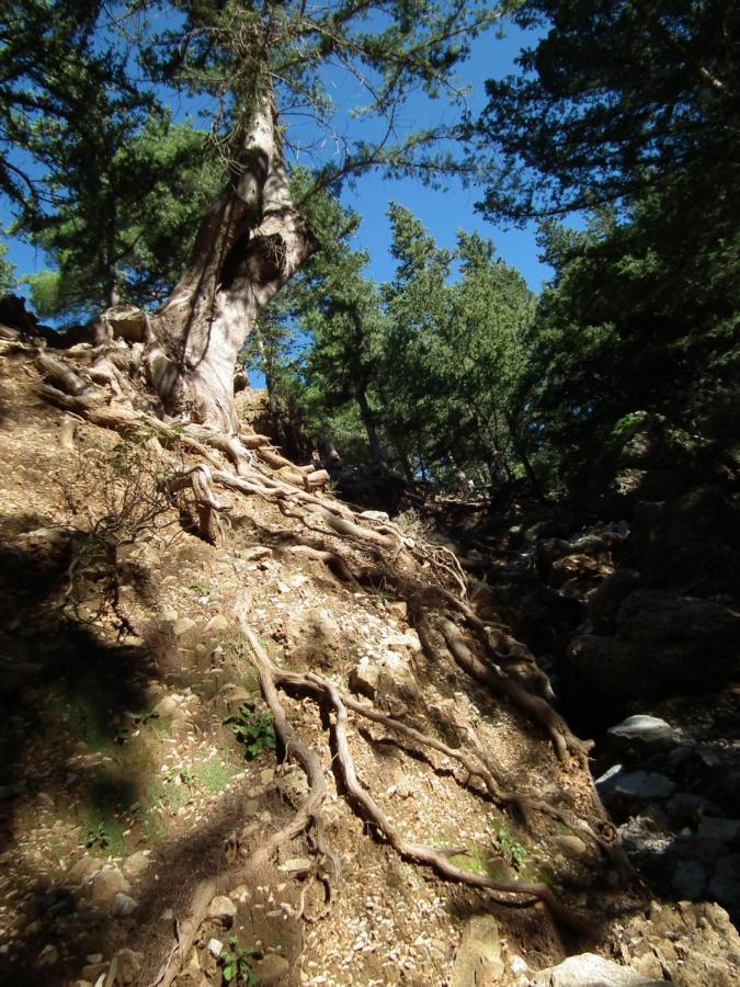 Echo Traditional House - Ηχώ Παραδοσιακό Σπίτι Embonas ภายนอก รูปภาพ
